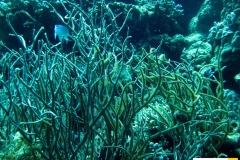 melithaeidaeclathrariaspxxxxxx20090420nakari_hausriff_nordweiss_saraIMG_2181