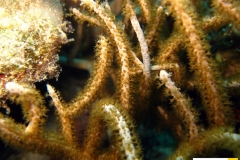 melithaeidaeclathrariaspxxxxxx20090420nakari_hausriff_nordweiss_saraIMG_2183