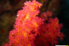 nephtheidaedendronephthyaspxxxxxx20090420nakari_hausriff_nordweiss_saraIMG_2255