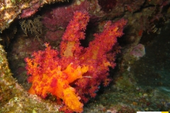 nepthheidaedendronephtyahemprichihemprichs_baeumchenkorallehemprichii_soft_coral20090420nakari_hausriff_nordweiss_saraIMG_2248