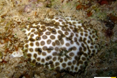 oulinidaearchoheliaredivivaxxxxxx20090423nakari_hausriff_suedweiss_saraIMG_2499