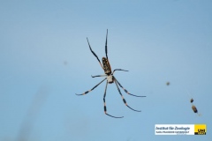 ArachnidaAraneaeNephilidaeNephilasenegalensisSenegal-Seidenspinneorb-web-spider20100410LivingstonZambiaGeistlinger-RudolfDSC_4493