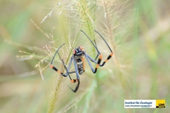 ArachnidaAraneaeNephilidaeNephilasenegalensisSenegal-Seidenspinneorb-web-spider20100410LivingstonZambiaGeistlinger-RudolfDSC_4553