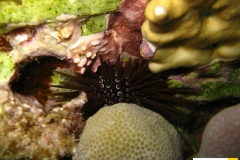 echinometridaeechinometramathaeimathaeus_seeigelxxx20090420nakari_hausriff_nordweiss_saraIMG_2243