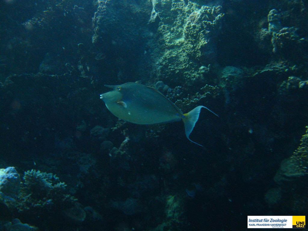 acanthuridaenasounicornisblauklingennasendoktorblue_spine_unicornfish20090420nakari_hausriff_suedweiss_saraIMG_2154