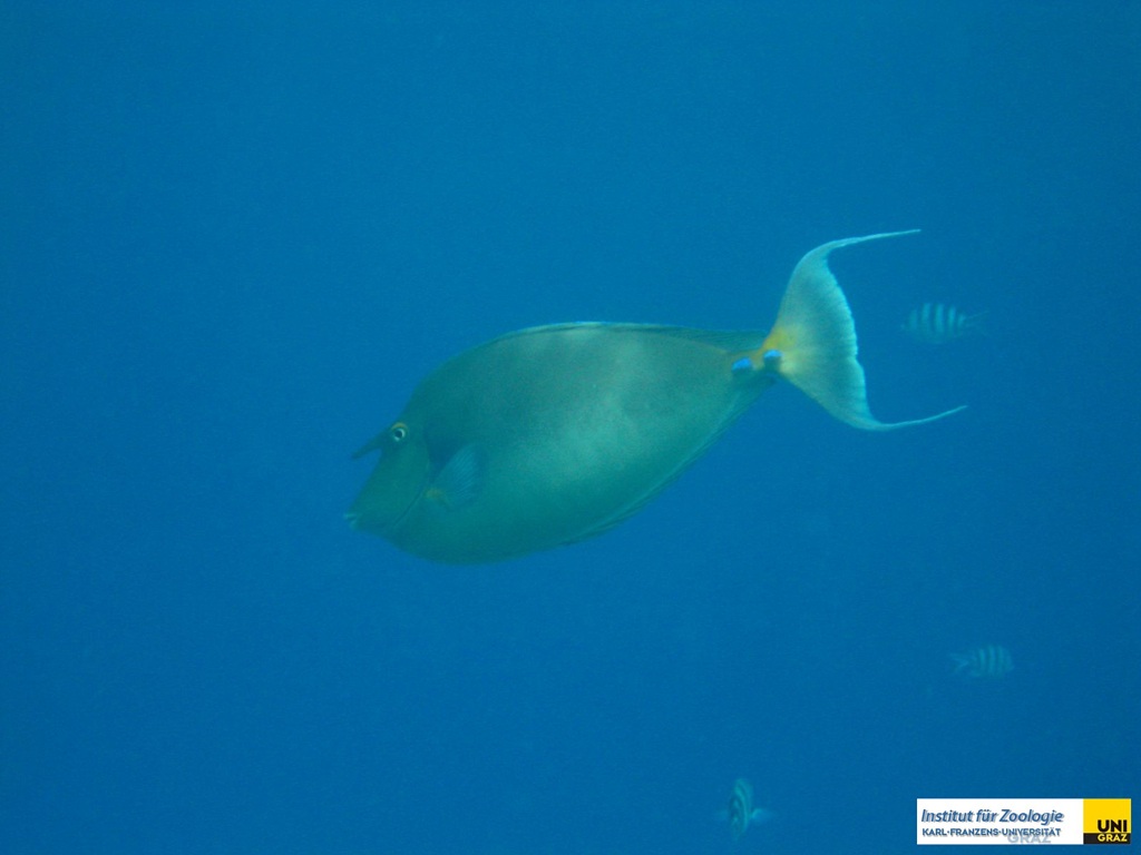 acanthuridaenasounicorniskurznasendoktorblue_spine_unicornfish20090423nakari_hausriff_suedweiss_saraIMG_2462