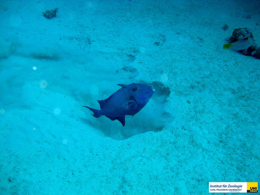 balistidaepseudobalistesfuscusblaustreifen_drueckerfischblue_triggerfish20090425ras_samadaiweiss_saraIMG_2702