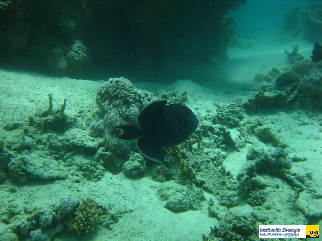 balistidaepseudobalistesfuscusblaustreifendrueckerfischblue_triggerfish20090419nakari_hausriff_nordweiss_saraxxx