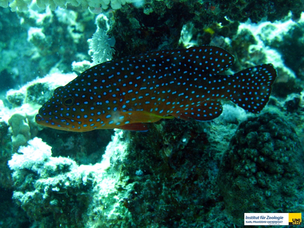 epinephelinaecephalopholisminiatajuwelen_zackenbarschcoral_grouper20090420nakari_hausriff_nordhundritsch_lukasIMG_1329