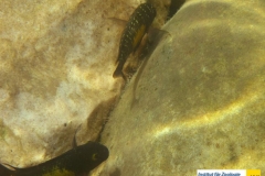 ActinopterygiiPerciformesCichlidaeTropheusmooriiBrabantbuntbarschBlunthead-Cichlid20100419KasakalabeZambiaMartin-EbnerIMG_0423