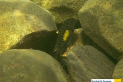 ActinopterygiiPerciformesCichlidaeTropheusmooriiBrabantbuntbarschBlunthead-Cichlid20100419KasakalabeZambiaMartin-EbnerIMG_0424