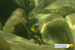 ActinopterygiiPerciformesCichlidaeTropheusmooriiBrabantbuntbarschBlunthead-Cichlid20100419KasakalabeZambiaMartin-EbnerIMG_0436