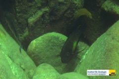 ActinopterygiiPerciformesCichlidaeTropheusmooriiBrabantbuntbarschBlunthead-Cichlid20100422Tobys-LodgeZambiaImmanuel-KarnerP4220293