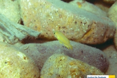 ActinopterygiiPerciformesCichlidaeVariabilichromismooriixxxxxx20100415Mpulungu-Mbita-IslandZambiaMartin-EbnerIMG_0231