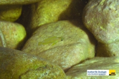 ActinopterygiiPerciformesCichlidaeVariabilichromismooriixxxxxx20100415Mpulungu-Mbita-IslandZambiaMartin-EbnerIMG_0239