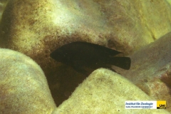 ActinopterygiiPerciformesCichlidaeVariabilichromismooriixxxxxx20100415Mpulungu-Mbite-IslandZambiaImmanuel-KarnerP4150049