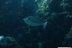 acanthuridaenasounicornisblauklingennasendoktorblue_spine_unicornfish20090420nakari_hausriff_suedweiss_saraIMG_2154