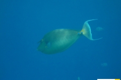 acanthuridaenasounicorniskurznasendoktorblue_spine_unicornfish20090423nakari_hausriff_suedweiss_saraIMG_2462