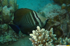 acanthuridaezebrasomadesjardiniiindischer_segelflossersailfin_tang20090418nakari_hausriff_suedweiss_saraxxx