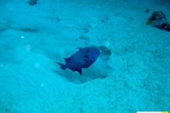 balistidaepseudobalistesfuscusblaustreifen_drueckerfischblue_triggerfish20090425ras_samadaiweiss_saraIMG_2702