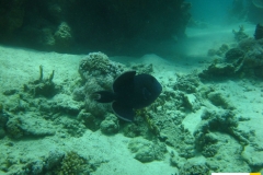 balistidaepseudobalistesfuscusblaustreifendrueckerfischblue_triggerfish20090419nakari_hausriff_nordweiss_saraxxx