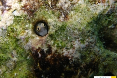 blennidaealloblenniuspictusblaubauchkammzaehnerxxx20090418nakari_hausriff_suedweiss_saraxxx