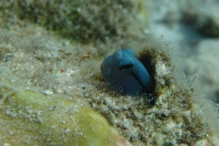 blennidaeecseniusgravierirotmeer_mimikry_wippschwimmerred_sea_mimic_blenny20090418nakari_hausriff_suedweiss_saraxxx