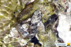 blenniidaeistibleniusedentulusdoppelbindenkammzaehnerxxx20090421nakari_hausriff_nordweihmann_frank_xxx