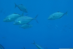 carangidaecaranxignobilisdickkopfstachelmakrelegiant_trevally20090418_nakari_hausriff_suedfilzwieser_manuelxxx