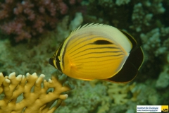 chaetodontidaechaetodonaustriacusrotmeer_rippenfalterfischpolyp_butterflyfish20090419nakari_hausriff_suedkastberger_geraldxxx