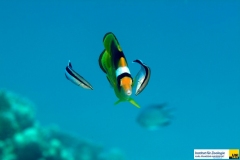 chaetodontidaechaetodonfasciatustabakfalterfischstriped_butterflyfish20090421nakari_hausriff_suedkastberger_geraldxxx