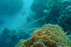 fistulariidaefistulariacommersoniifloetenfischcornetfish20090420nakari_hausriff_nordweihmann_frankxxx