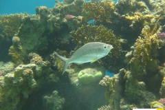 gerreidaegerreslongirostirislangstachelsilberlingxxx20090419nakari_hausriff_nordweiss_saraxxx