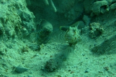 gobiidaevanderhorstiaornatissimaschmuck_partnergrundelblue_bar_partner_goby20090418nakari_hausriff_suedweiss_saraxxx