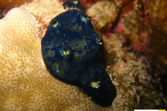 halichondriidaehemimycelearabicaarabischer_krustenschwammxxx20090421nakari_hausriff_nordweiss_saraxxx