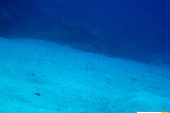 heterocongridaegorgasiasillnerirotmeer_roehrenaalred_sea_garden_eel20090427abu_dababweiss_saraIMG_2787