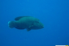 labridaecheilinusundulatusnapoleonnapoleon_fish20090425nakari_hausriff_suedweiss_saraIMG_2656