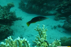 labridaegomphosuscaeruleusblauer_vogellippfischbird_wrasse20090418nakari_hausriff_suedweiss_saraxxx