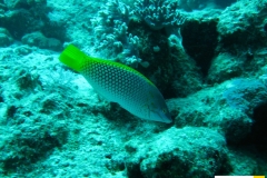 labridaehalichoereshortulanusschachbrett_junkerxxx20090420nakari_hausriff_suedweiss_saraIMG_2207