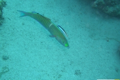 labridaehologymnosusannulatusgestreifter_hechtlippfischring_wrasse20090418nakari_hausriff_suedfilzwieser_manuelxxx