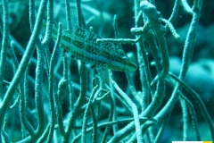 labridaeoxycheilinus_cfmentalisseitenstreifenlippfischxxx20090418nakari_hausriff_suedhundritsch_lukasxxx