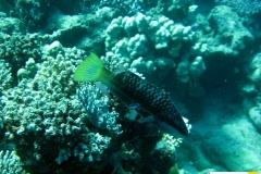 labridaeoxycheilinusmentalisseitenstreifen_lippfischxxx20090420nakari_hausriff_nordhundritsch_lukasIMG_1339