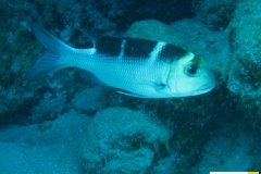 lethrinidaemonotaxisgrandoculisgrossaugen_strassenkehrerbigeye-emperor20090418nakari_hausriff_suedhundritsch_lukasxxx