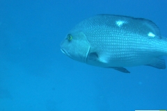 lutjanidaelutjanusbohardoppelschnappertwinspot_snapper20090418nakari_hausriff_suedfilzwieser_manuelxxx