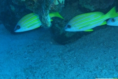 lutjanidaelutjanuskasmirablaustreifenschnapperxxx2009042009nakari_hausriff_nordfilzwieser_manuelxxx