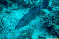 monocanthidaealuteresscriptusschrift_feilenfischscribbled_leatherjacket20090425ras_samadaiweiss_saraIMG_2694