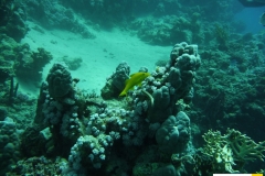 mullidaeparupeneuscyclostomusgelbsattel_meerbarbeyellowsaddle_goatfish20090420nakari_hausrif_nordschlosser_lydiaP1010636