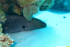 muraenidaegymnotoraxjavanicusriesenmuraenegiant_moray20090425ras_samadaiweiss_saraIMG_2687