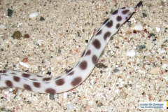 ophichthidaemyrichthysmaculosusgepunkteter_schlangenaalspotted_snake_eel20090424nakari_hausriff_suedweiss_saraIMG_2632