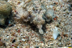 pegasideaeurypegasusdraconisfluegelrossfischseamoth20090423nakari_hausriff_nordweiss_saraIMG_2474